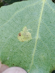 Stigmella trimaculella
