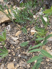 Packera ogotorukensis