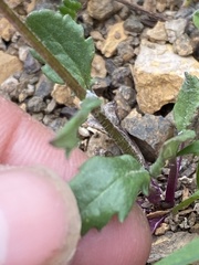 Packera ogotorukensis