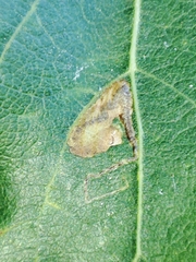 Stigmella trimaculella