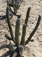 Lophocereus gatesii