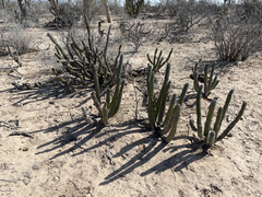 Lophocereus gatesii