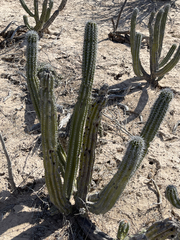 Lophocereus gatesii