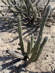 Lophocereus gatesii