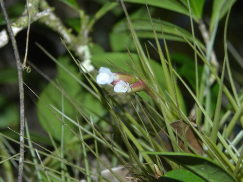 Tillandsia pardoi