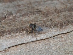 Pissonotus piceus