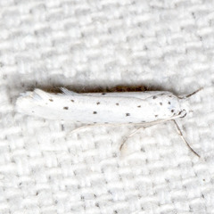 Yponomeuta cagnagella