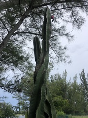 Cereus hildmannianus