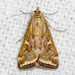 Beet Webworm Moth - Photo (c) nolieschneider, some rights reserved (CC BY-NC), uploaded by nolieschneider