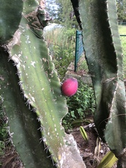 Cereus hildmannianus
