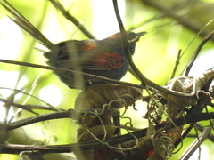 Synallaxis brachyura