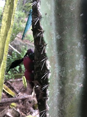 Cereus hildmannianus