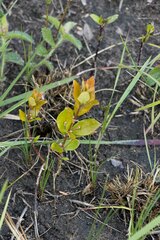 Eugenia albanensis