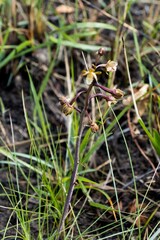 Eulophia clitellifera