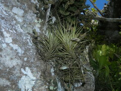 Tillandsia pardoi