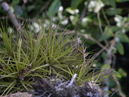 Tillandsia pardoi