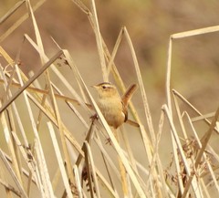 Cistothorus platensis hornensis