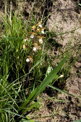 Eulophia clitellifera