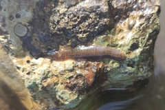 Erpobdella octoculata