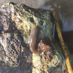 Erpobdella octoculata