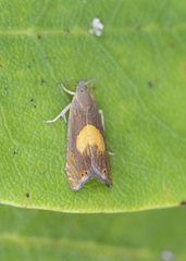 Dichrorampha alpinana