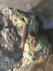 Erpobdella octoculata