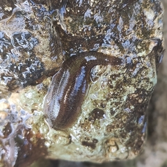 Erpobdella octoculata