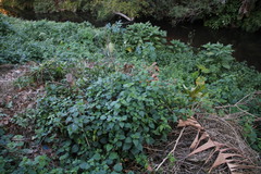 Laportea alatipes