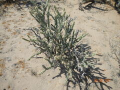 Cylindropuntia calmalliana