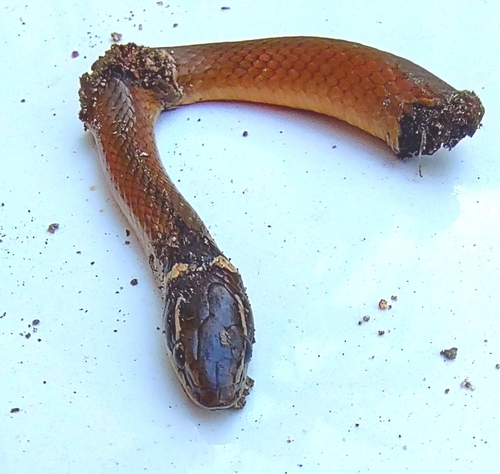 Peninsula Stripeless Snake