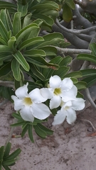 Apocynoideae