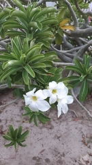 Apocynoideae
