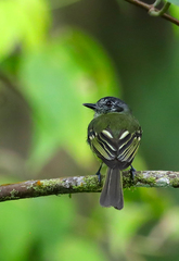 Pogonotriccus ophthalmicus
