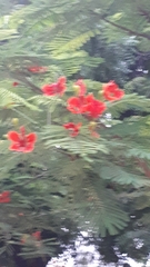 Delonix regia