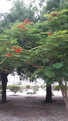 Delonix regia