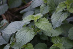 Laportea alatipes