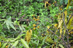 Calophyllum inophyllum