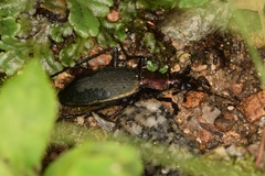 Carabus jankowskii
