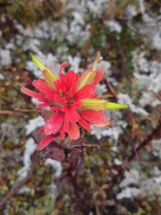 Castilleja virgata