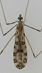 Ilisia maculata