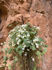 Sarcocapnos enneaphylla