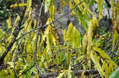 Calophyllum inophyllum