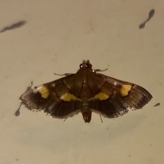 Syngamia falsidicalis