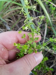 Galium bermudense
