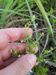 Galium bermudense
