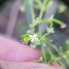 Galium bermudense