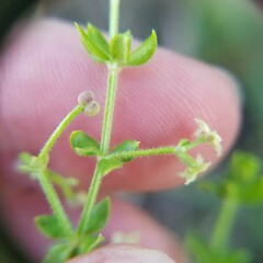 Galium bermudense