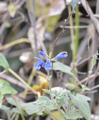 Salvia sagittata