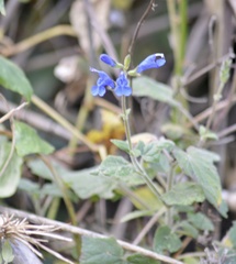 Salvia sagittata