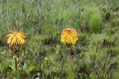 Kniphofia rooperi